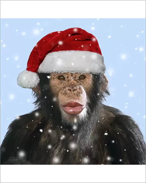 JD-16313. Chimpanzee - showing lips kissing wearing Christmas hat Date: 06-May-10