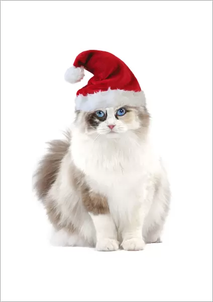 Ragdoll Cat - 10 month old kitten wearing Christmas hat