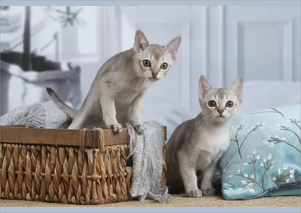 SINGAPURA. Singapura kittens in a basket indoors