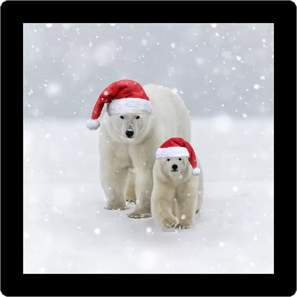 Polar Bear, mother with one year old cub wearing Christmas hats