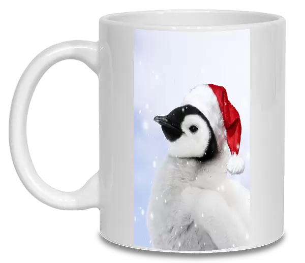 Emperor Penguin - chick wearing a red Santa Christmas hat