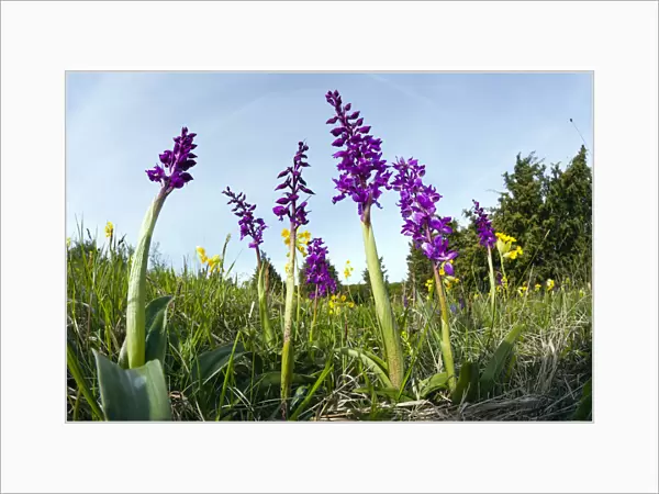Early Purple Orchids, growing on meadow in nature reserve, taken from a low angle with a wide angle perspective, Hessen, Germany