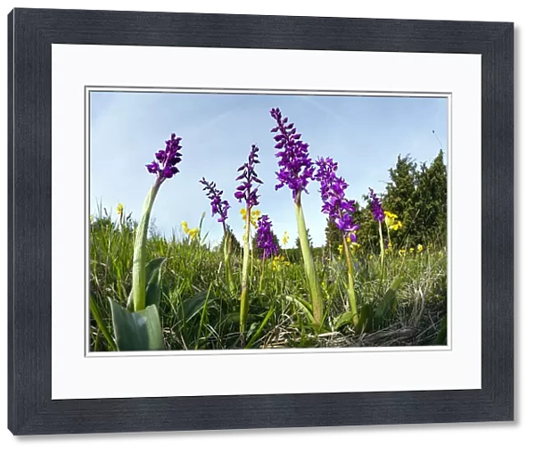 Early Purple Orchids, growing on meadow in nature reserve, taken from a low angle with a wide angle perspective, Hessen, Germany