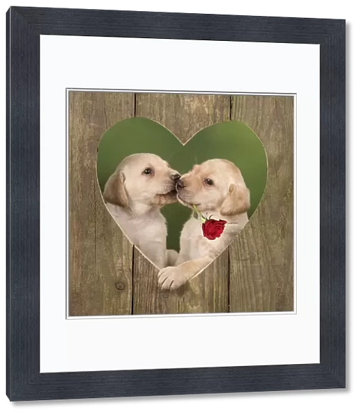 Dog ~ Labrador ~ 8 week old puppies kissing in a wooden heart with a red rose