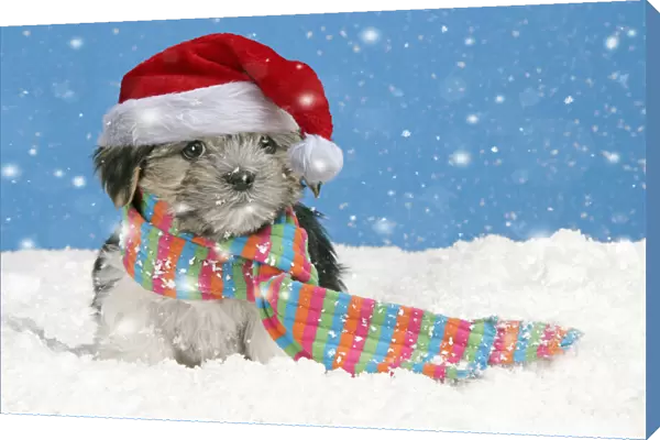 Dog. Lhasa Apso cross puppy wearing scarf and red Christmas Santa hat in snow