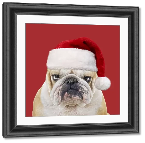 Bulldog, wearing red Christmas Santa hat