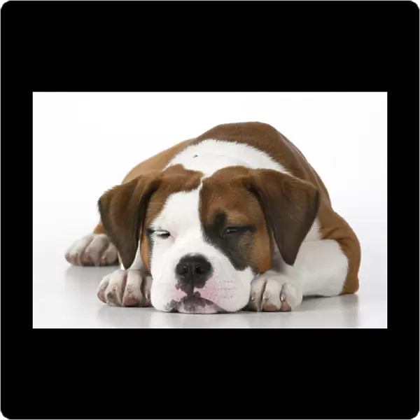 DOG. Bulldog X breed, 16 weeks old sleepy puppy, laying, studio, white background