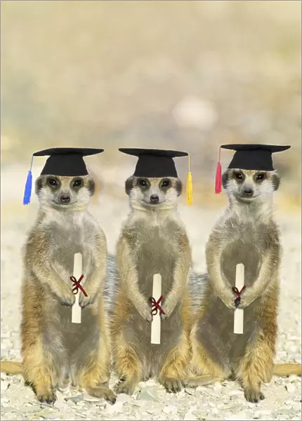 Suricate  /  Meerkats on Graduation Day
