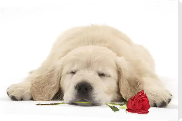 Dog ~ Golden Retriever puppy ~ sleeping with a red rose in its mouth