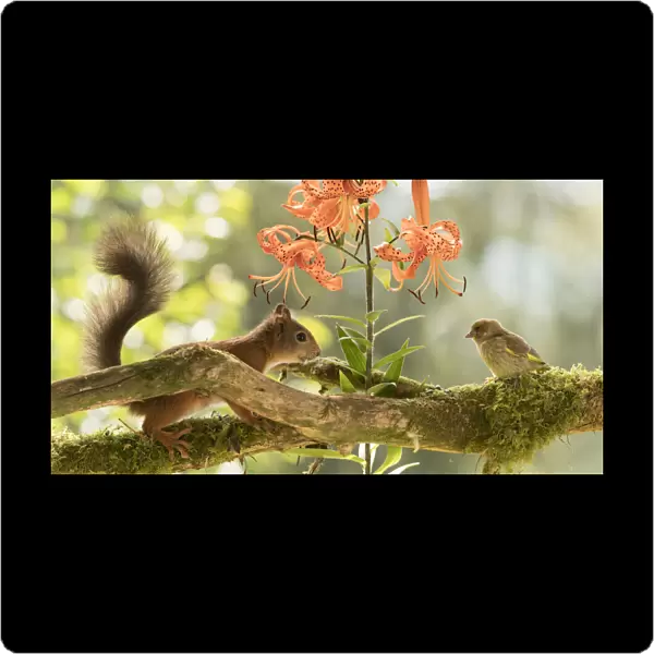 Red Squirrel and greenfinch with tiger lilies