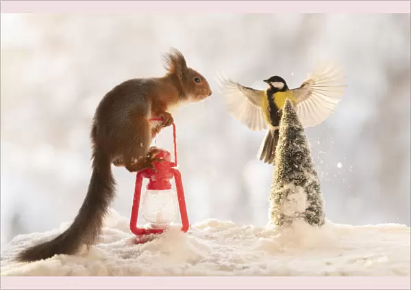 Red squirrel climbing in a lantern with bird in snow