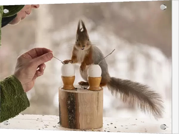 Red Squirrels and man holding a spoon with eggs