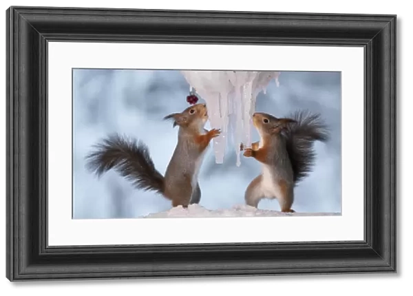 Red squirrels holding icicles