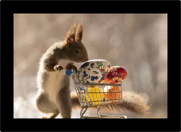 Red Squirrel standing behind shopping cart with eggs