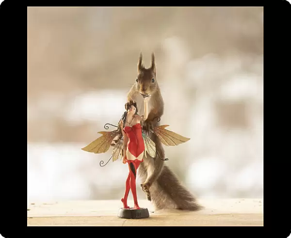 Red Squirrel holding on to a fairy