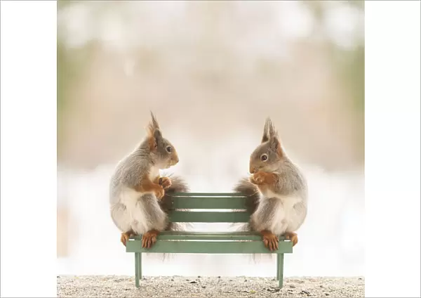 red squirrels sitting on an bench