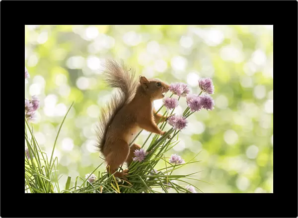Red Squirrel hold chives flowers with open mouth