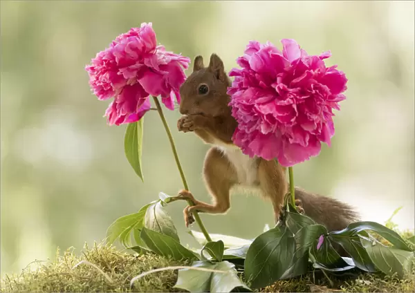 Red Squirrel standing between peony flowers