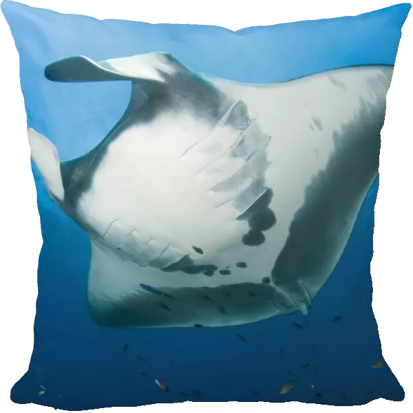 Manta ray's (Manta birostris) underside