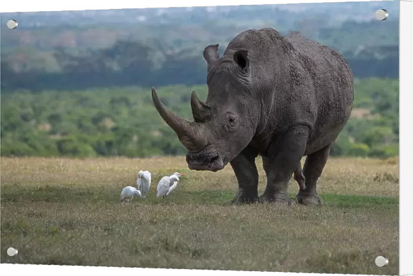 Africa, Kenya, Ol Pejeta. Southern white rhinoceros (Ceratotherium simum simum) threatened species, with cattle egrets. Date: 23-10-2020