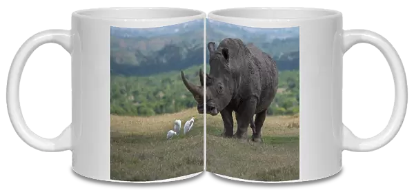 Africa, Kenya, Ol Pejeta. Southern white rhinoceros (Ceratotherium simum simum) threatened species, with cattle egrets. Date: 23-10-2020