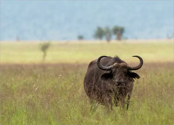 African buffalo (Syncerus caffer), Tsavo, Kenya. Date: 20-04-2017