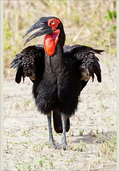 Africa, Tanzania. Portrait of a southern ground hornbill adult. Date: 30-01-2009