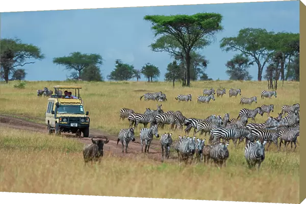 Plains zebras (Equus quagga), Seronera, Serengeti National Park, Tanzania. Date: 24-02-2018