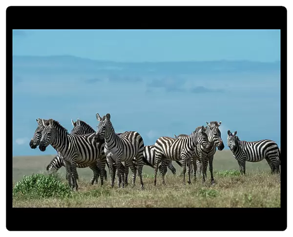 Plains zebras (Equus quagga), Ndutu, Ngorongoro Conservation Area, Serengeti, Tanzania. Date: 17-02-2019