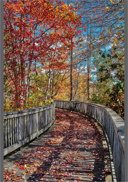 Wooden boardwalk in the autumn Date: 26-10-2019