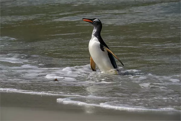 Falkland Islands, Gentoo Penguin emerges from the ocean. Date: 28-10-2019