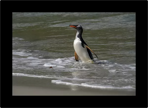 Falkland Islands, Gentoo Penguin emerges from the ocean. Date: 28-10-2019