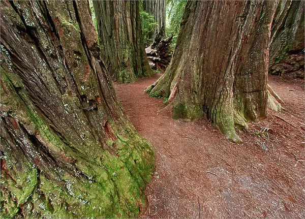 Pathway through redwood trees. Redwood National Park, California Date: 25-12-2006