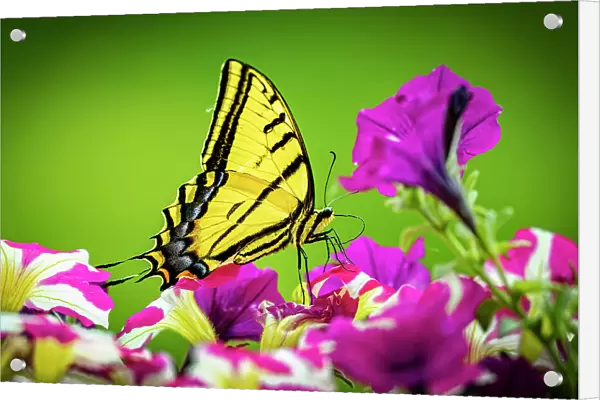 USA, Colorado, Fort Collins. Eastern tiger swallowtail on petunia flowers. Date: 27-06-2021