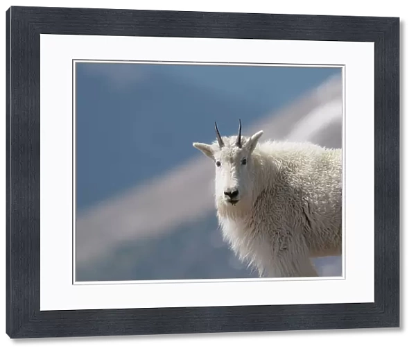 Mountain goat, Rocky Mountain goat, Mount Evans Wilderness Area, Colorado Date: 15-06-2021