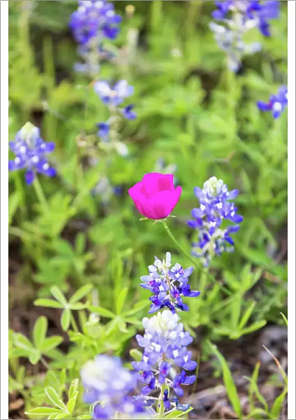 Llano, Texas, USA. Bluebonnet and Winecup wildflowers in the Texas Hill Country. Date: 09-04-2021