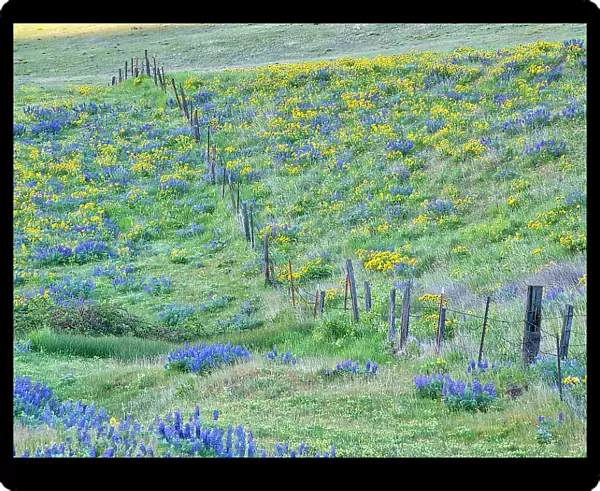 USA, Washington State. Fence line with spring wildflowers Date: 22-04-2021