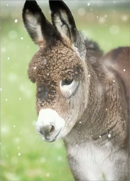 Donkey - foal in falling snow Digital Manipulation: snow