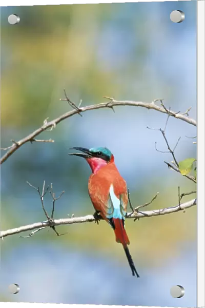 Carmine Bee-eater Perched on branch South Luangwa National Park, Zambia