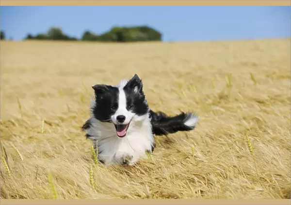 Dog. Border Collie running in field