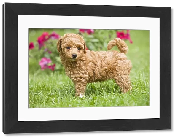 Dog - Abricot poodle puppy in garden with flowers