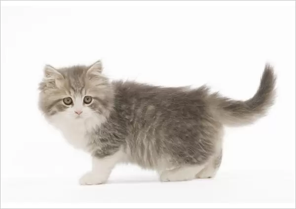 Cat - British longhair - 8 week old kitten
