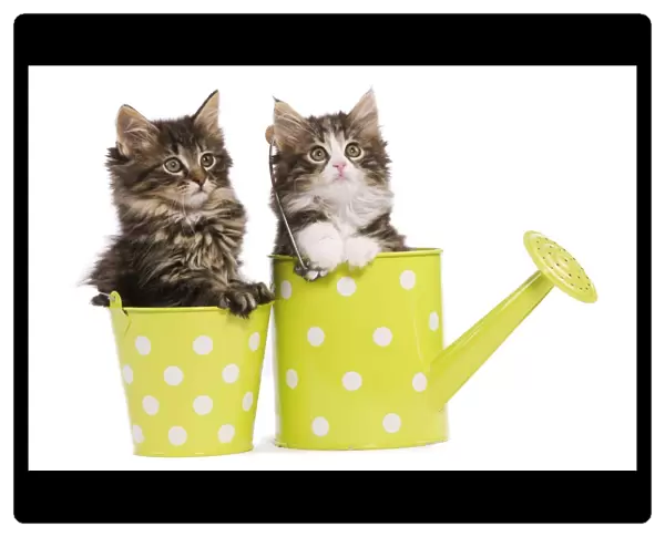 Norwegian Forest Cat  /  Norsk Skogkatt - two 8 week old kittens in green and white spotted watering can & pot