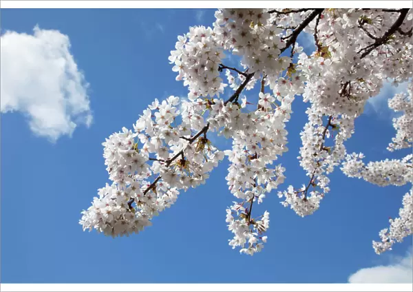 Japanese cherry trees in full spring blossom - Cheltenham UK