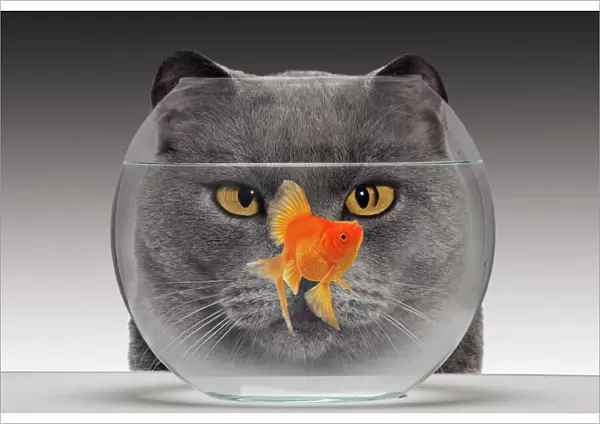 Cat - looks at Goldfish in bowl