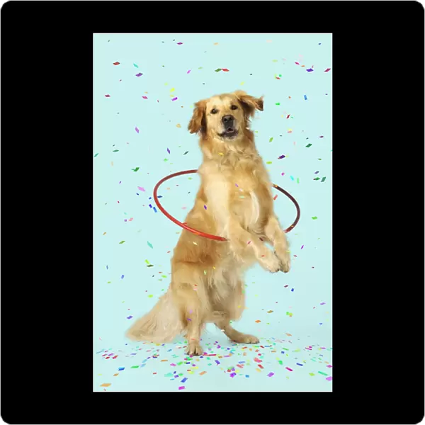 DOG. Golden retriever doing hoola hoop with falling confetti Digital Manipulation: confetti. Background white to turquoise