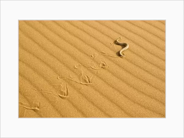 Peringuey's Adder - Sidewinding across dune sand - leaving a distinct track - Namib Desert - Namibia - Africa