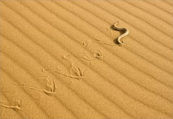 Peringuey's Adder - Sidewinding across dune sand - leaving a distinct track - Namib Desert - Namibia - Africa