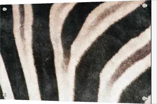 Chapman's Zebra TD 606 Skin, Etosha National Park, Nambia Africa. Equus burchelli © Thomas Dressler  /  ARDEA LONDON