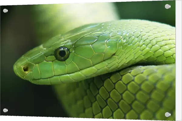 Western Green Mamba Snake - West Africa